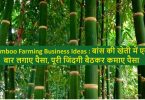 Bamboo Farming Business Ideas