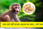 बंदर क्यों नहीं जानता अदरक का स्वाद