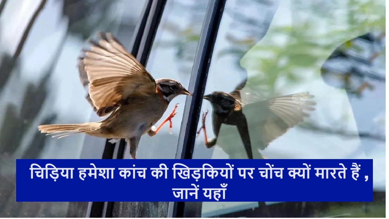चिड़िया हमेशा कांच की खिड़कियों पर चोंच क्यों मारते हैं