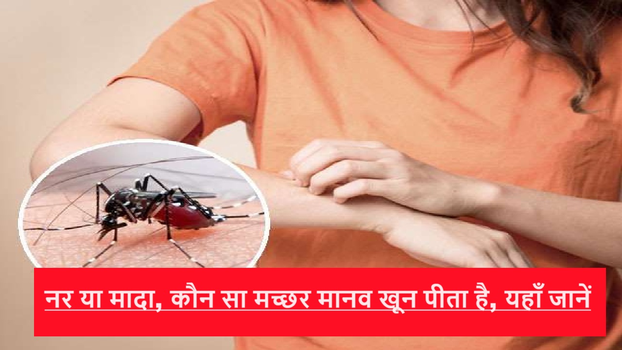 नर या मादा, कौन सा मच्छर मानव खून पीता है