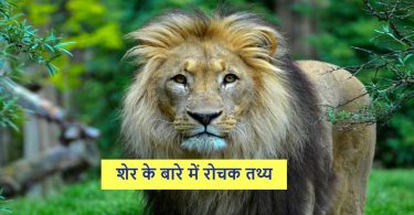 शेर के बारे में रोचक तथ्य